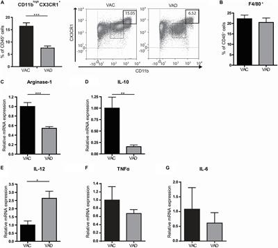 Intestinal Macrophages Balance Inflammatory Expression Profiles via Vitamin A and Dectin-1-Mediated Signaling